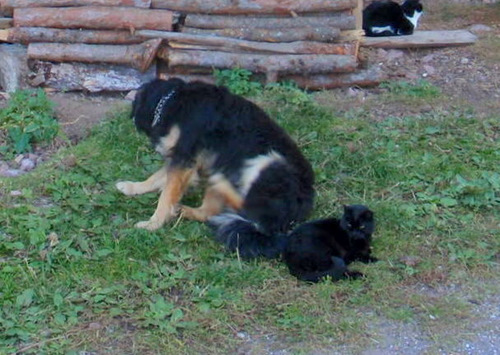 It is not unusual for farm cats and dogs to get along with one another.